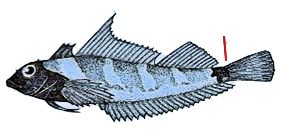 Tripterigium delaisi _claves.jpg